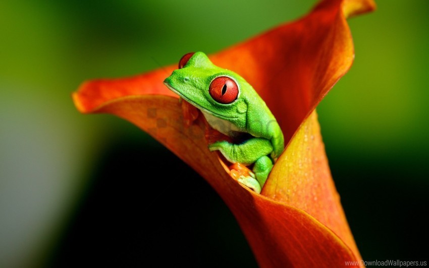 climb color flower frog wallpaper PNG clipart with transparency