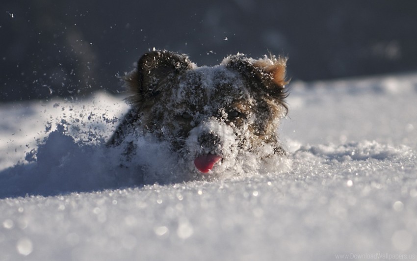 climb dog snout snow wallpaper PNG images with alpha channel diverse selection