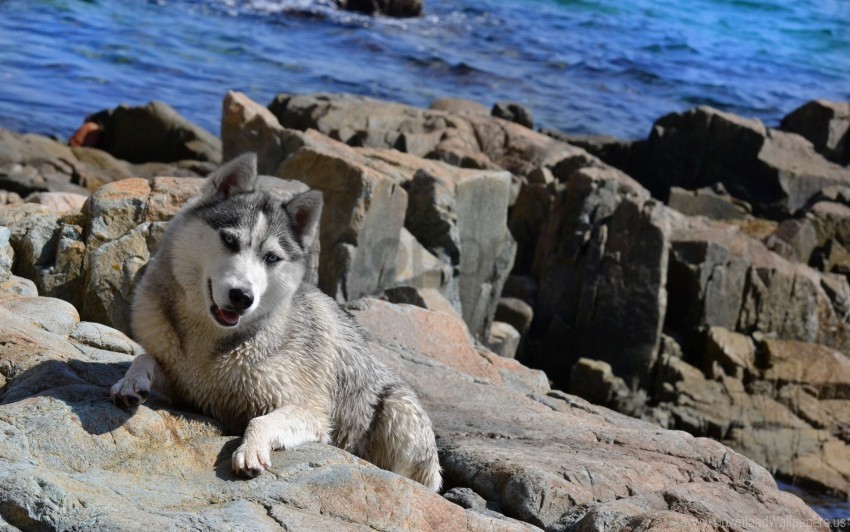 climb dogs huskies rocks wallpaper Transparent background PNG photos