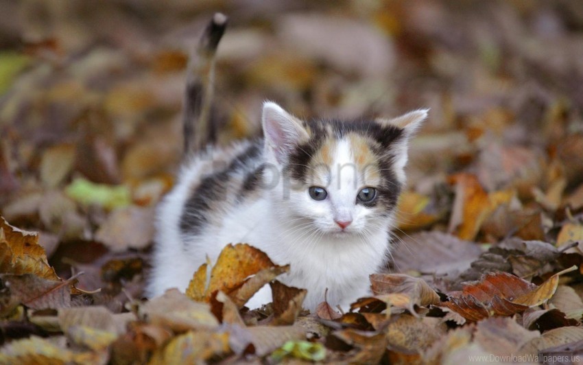 climb fall kitten leaves wallpaper PNG photo