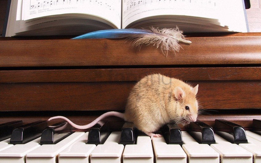 climb feather notes piano rat rodent wallpaper Free PNG images with transparency collection