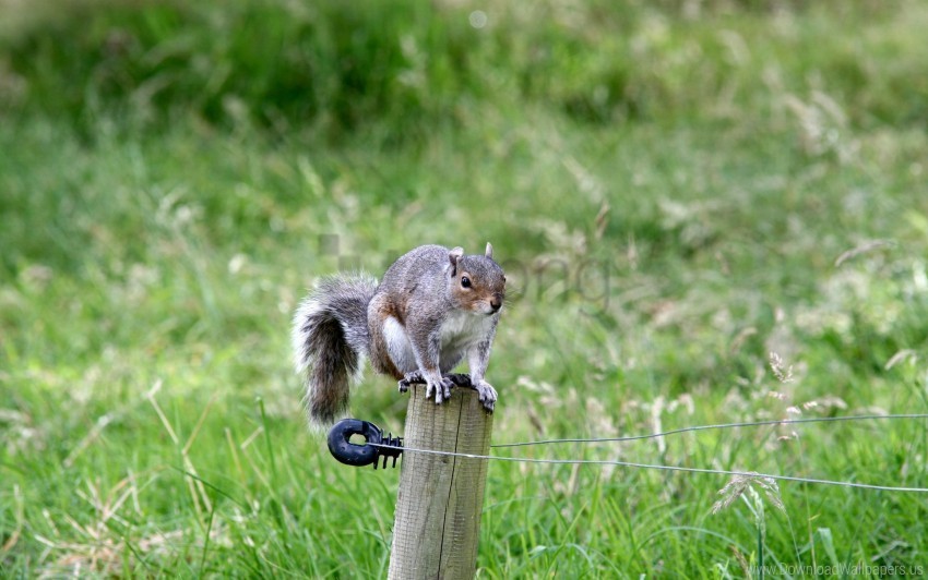climb fence grass squirrel wallpaper Free download PNG images with alpha transparency