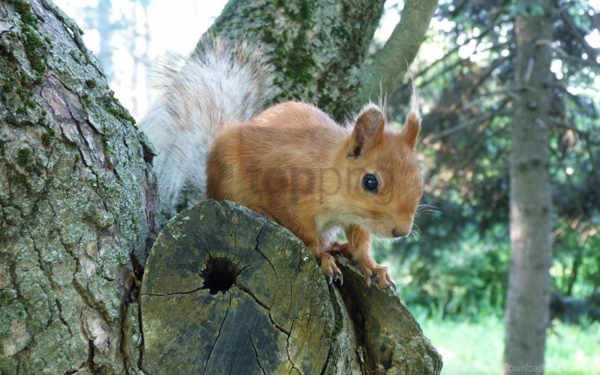 climb forest squirrel tree wallpaper Isolated Character on Transparent Background PNG