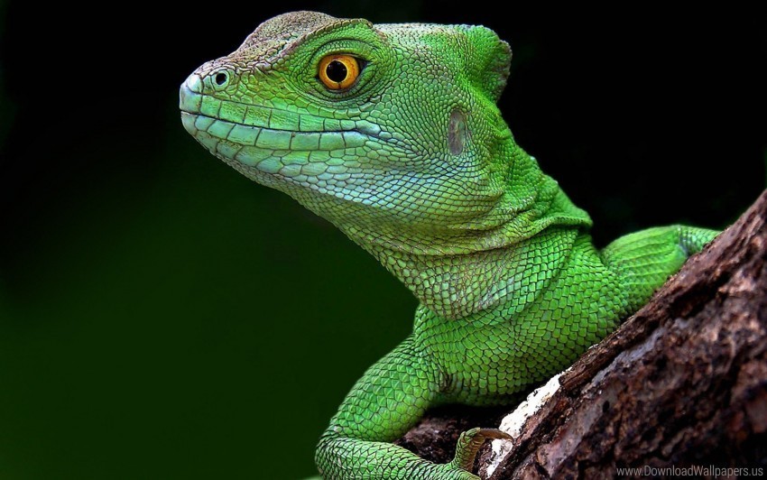 climb head lizard wallpaper Isolated Element in Clear Transparent PNG