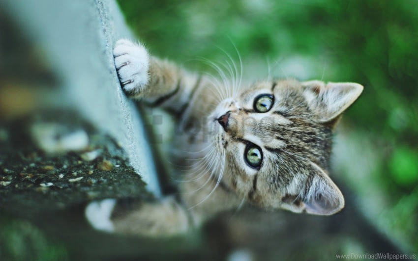 climb kitten muzzle paw wallpaper Clear background PNGs