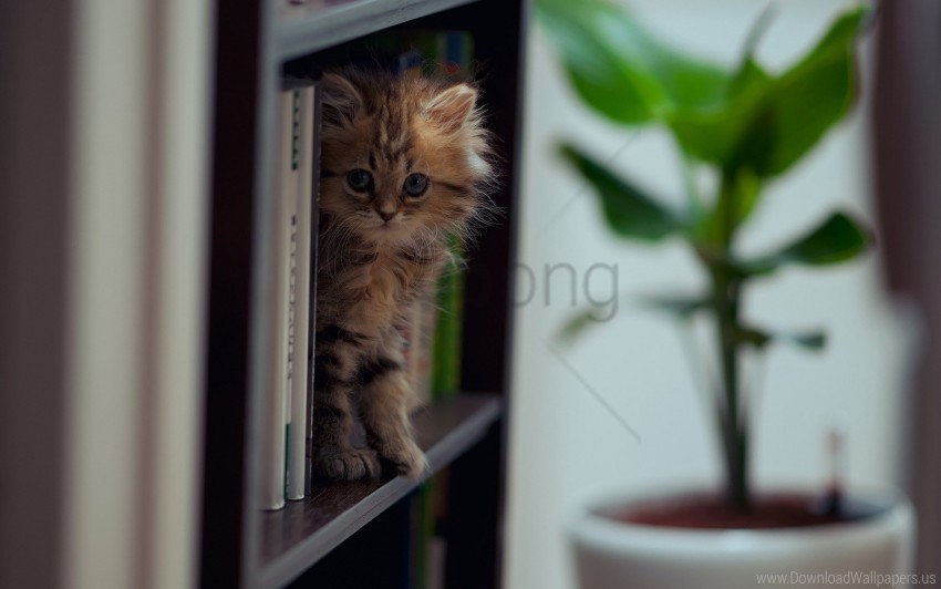 climb kitten playful shelf wallpaper Free transparent PNG