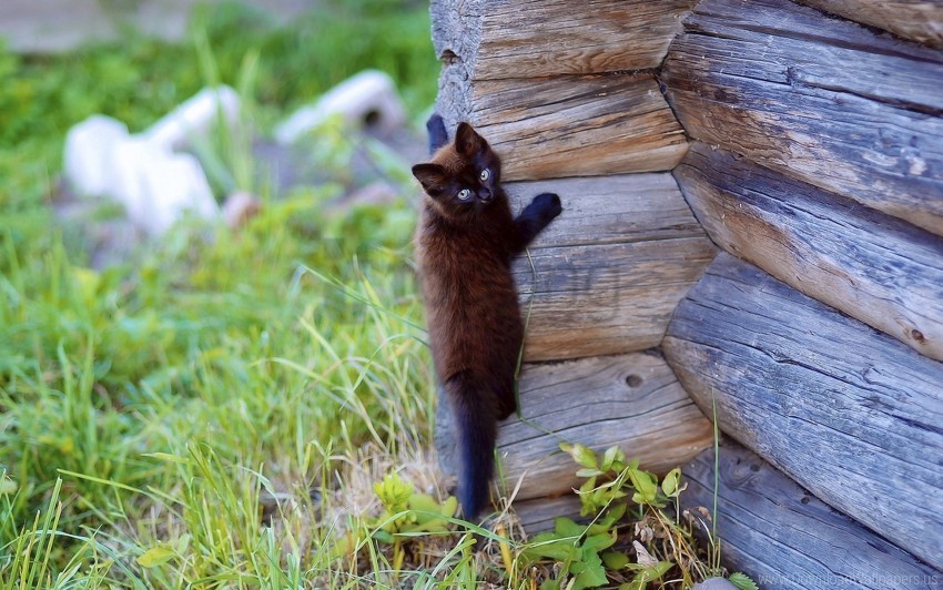 climb kitten playful wooden wallpaper Transparent background PNG photos