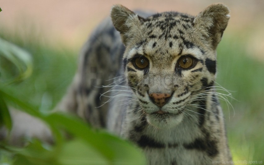 climbing clouded leopard face spotted wallpaper Transparent Background Isolation in PNG Image