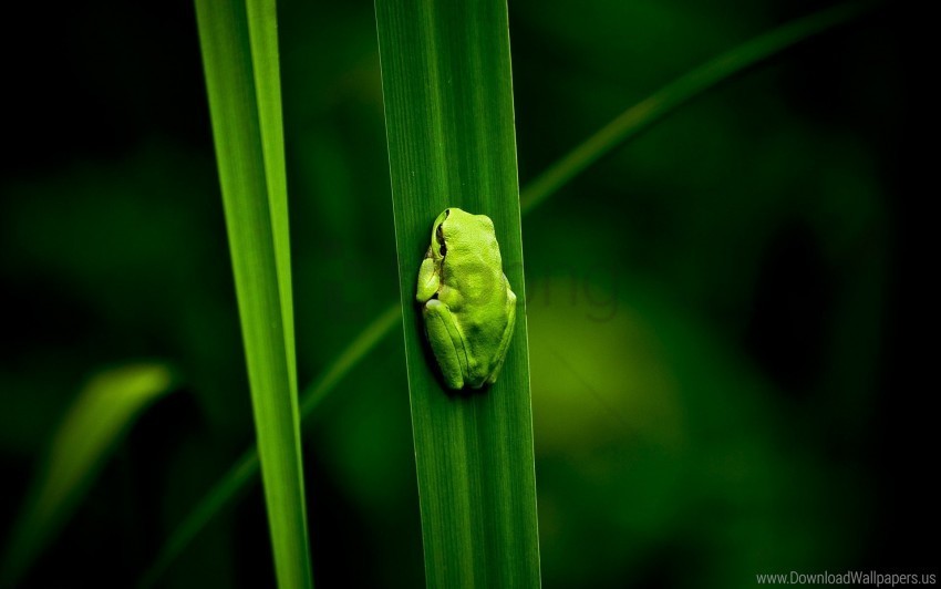 climbing frog marsh plant wallpaper Isolated Illustration on Transparent PNG