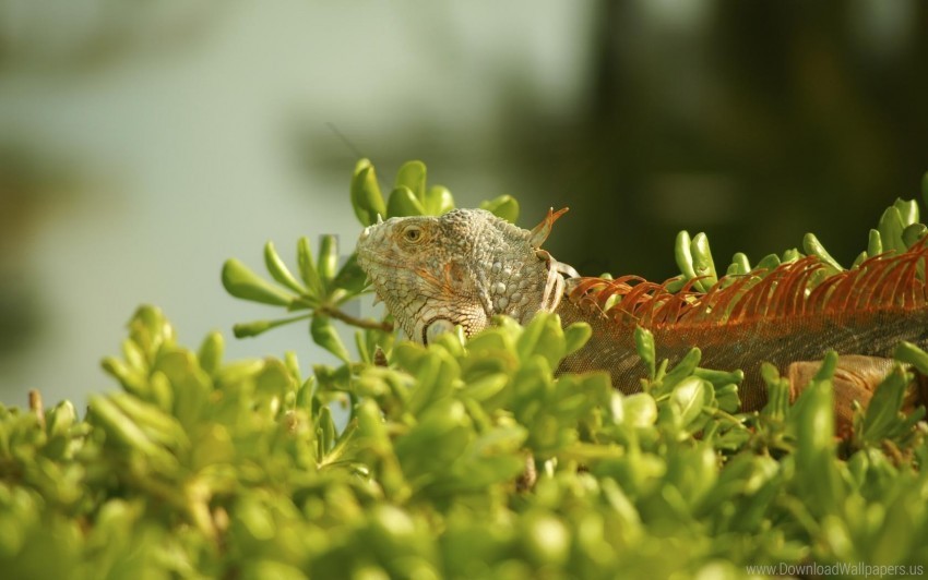 climbing grass iguana plant wallpaper PNG transparent images for websites