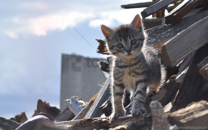 Climbing Kitten Spotted Wallpaper Isolated Artwork On Clear Background PNG