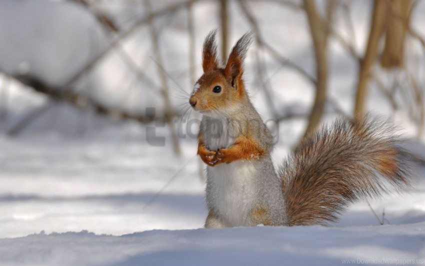 climbing park snow squirrel tree winter wood wallpaper Isolated Subject in Transparent PNG