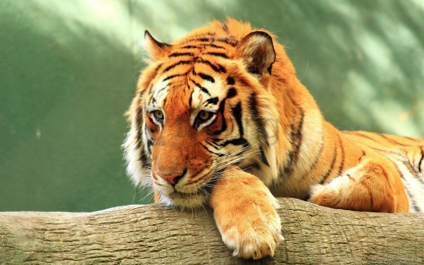 close tiger wallpaper PNG Image Isolated with High Clarity