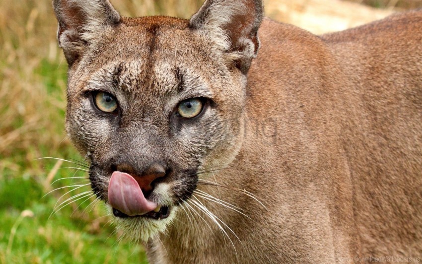 close-up cougar face tongue wallpaper Clear PNG pictures free