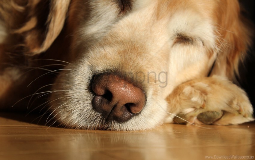 close-up dog face labrador nose sleeping wallpaper Isolated Graphic on HighQuality Transparent PNG