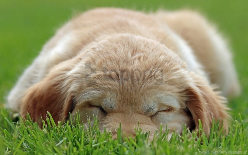 close-up dog face puppy wallpaper PNG photo with transparency