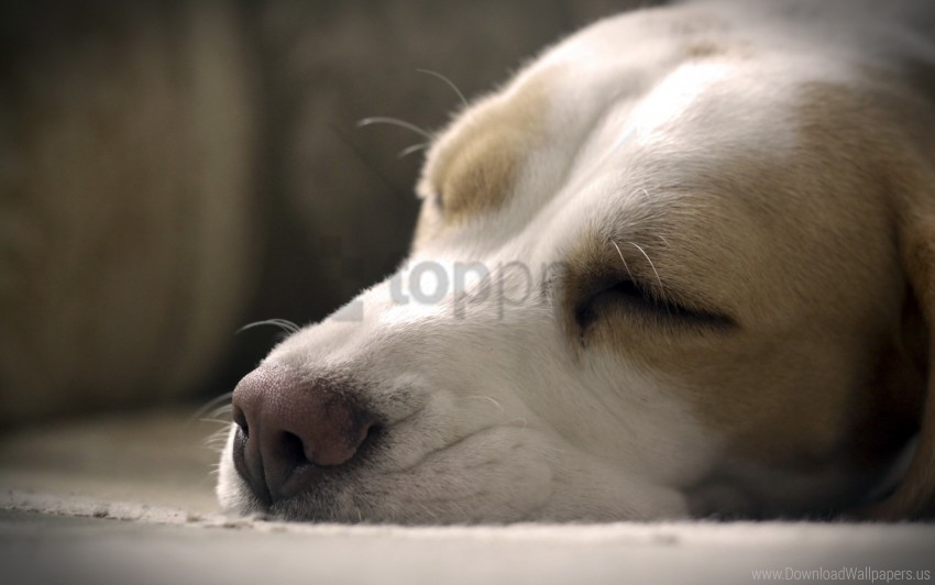close-up dog muzzle nose sleeping wallpaper PNG download free