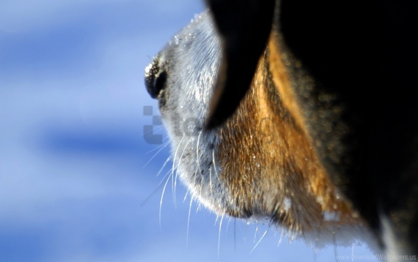 close-up dog muzzle nose whiskers wallpaper PNG images with no background essential