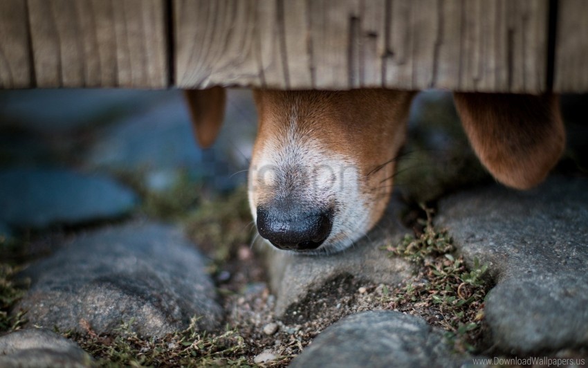 close-up dog nose wallpaper Transparent PNG images complete library