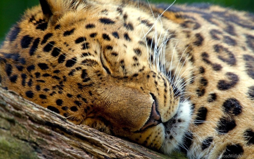 close-up dream face leopard wallpaper PNG transparent graphics for download