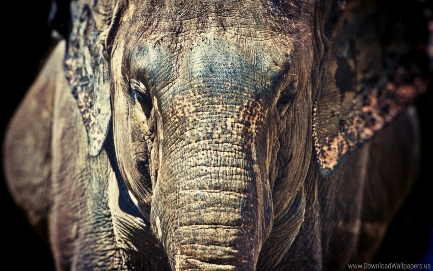 close up ears elephant face trunk wallpaper PNG images with clear alpha channel broad assortment