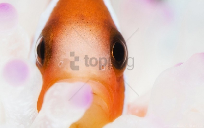 close-up eyes fish ocean underwater wallpaper Transparent PNG images complete package