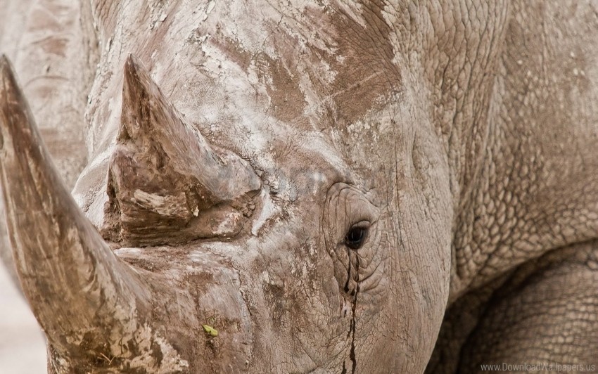 close-up eyes rhino wallpaper HighQuality PNG Isolated Illustration
