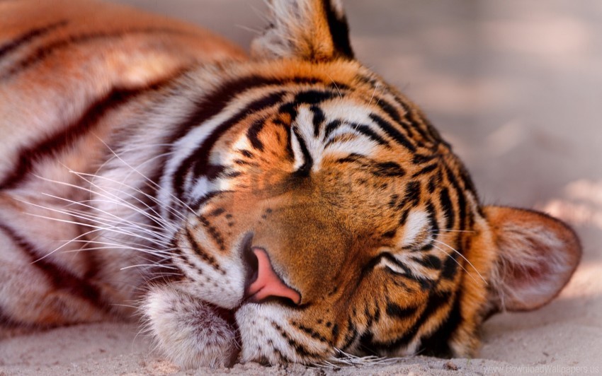 close up face sleeping tiger wallpaper PNG images with alpha transparency free