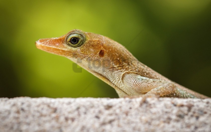 close-up lizard nature wallpaper ClearCut Background PNG Isolated Element