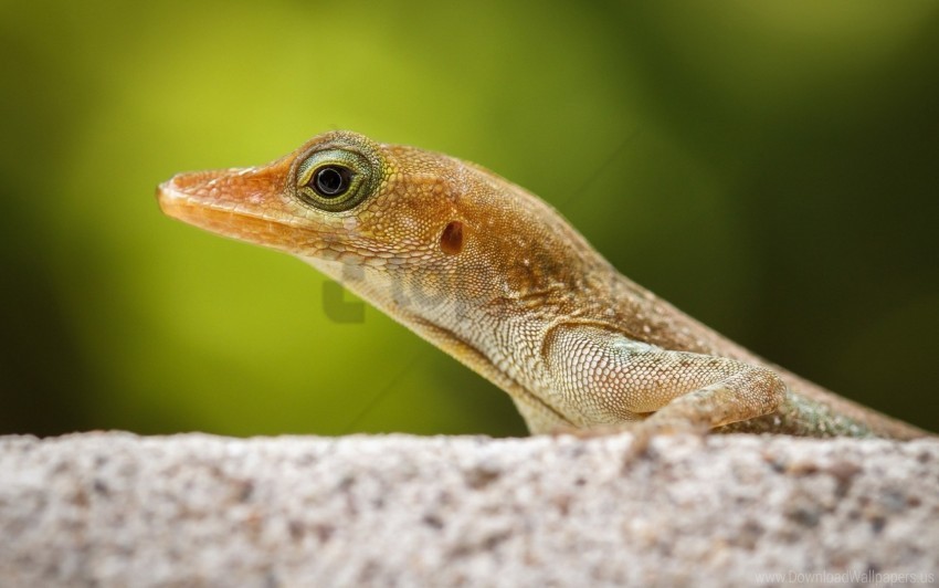 Close-up Lizard Nature Wallpaper ClearCut Background PNG Isolated Element