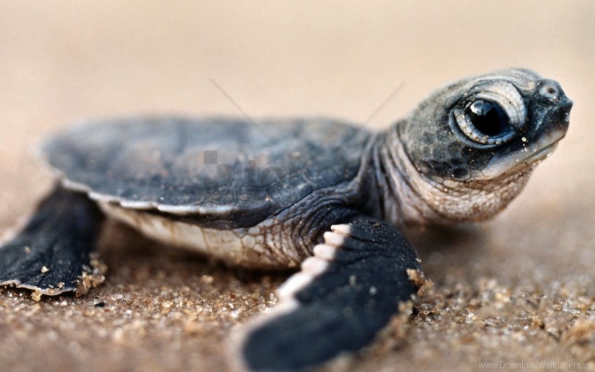 close-up shell sit small turtle wallpaper Clear pics PNG