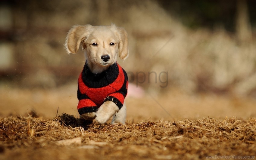 clothes puppy running shirt wallpaper Isolated Artwork in HighResolution Transparent PNG