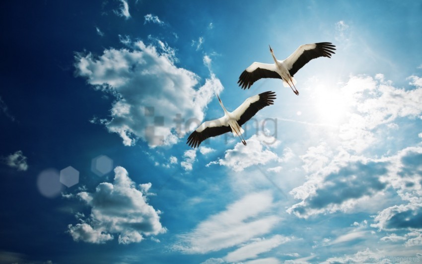 cloud couple cranes flight sky wallpaper Clean Background Isolated PNG Object