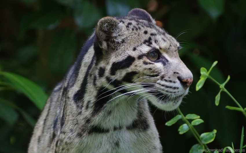 clouded leopard predator wild cat wallpaper PNG for use