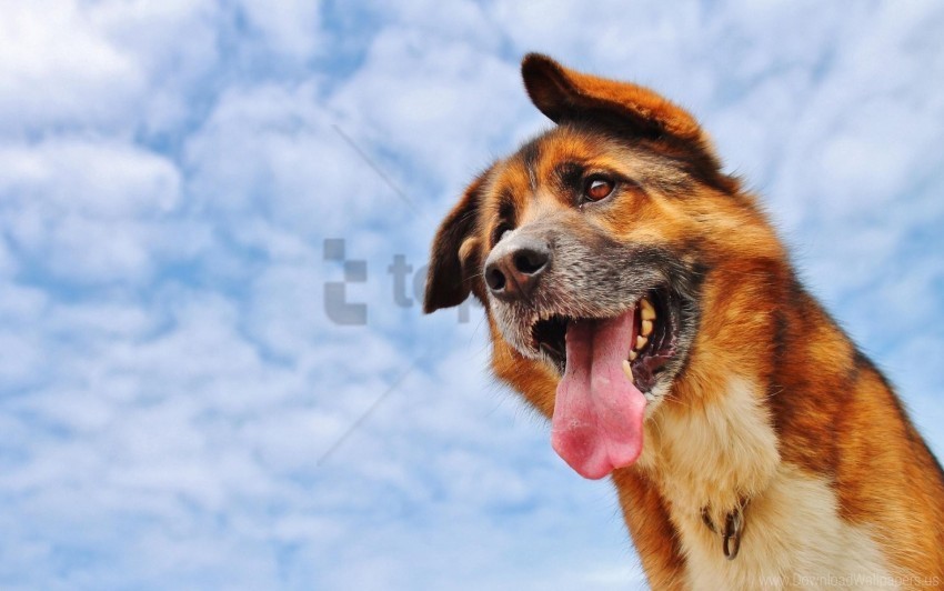 clouds dog face protruding tongue sky wallpaper Isolated Illustration on Transparent PNG