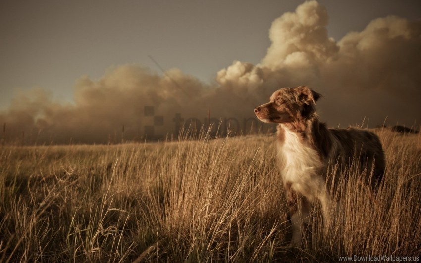 clouds dog field grass wind wallpaper Isolated Subject on HighResolution Transparent PNG