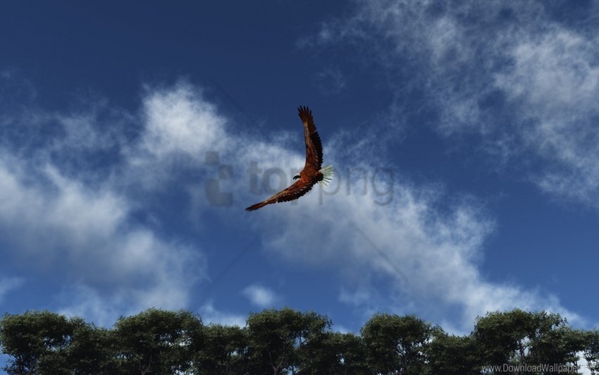 clouds eagle flap flight sky wings wallpaper Clear PNG pictures compilation