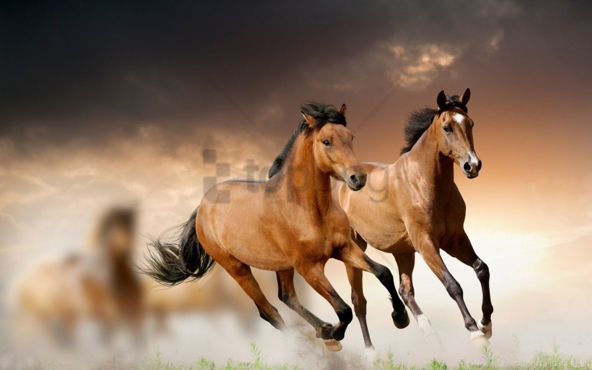 clouds grass horse running wallpaper PNG Graphic Isolated on Clear Backdrop