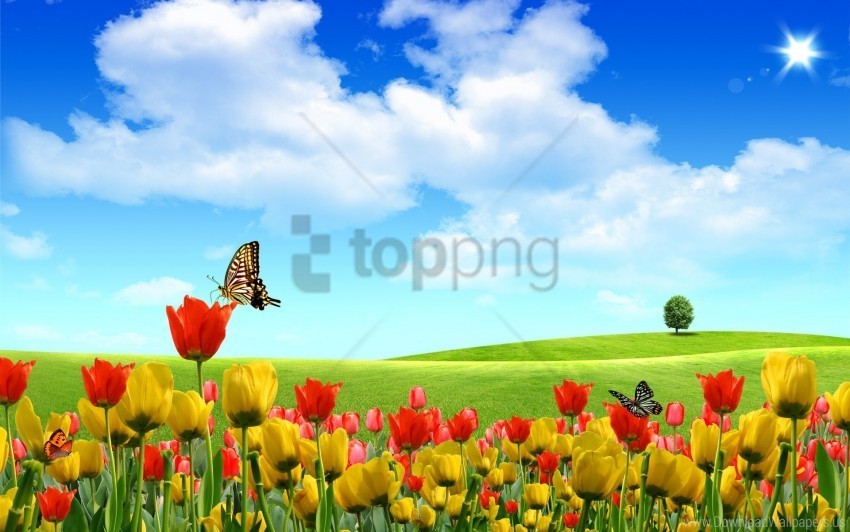 clouds serenity trees tulips wallpaper Clear PNG pictures compilation
