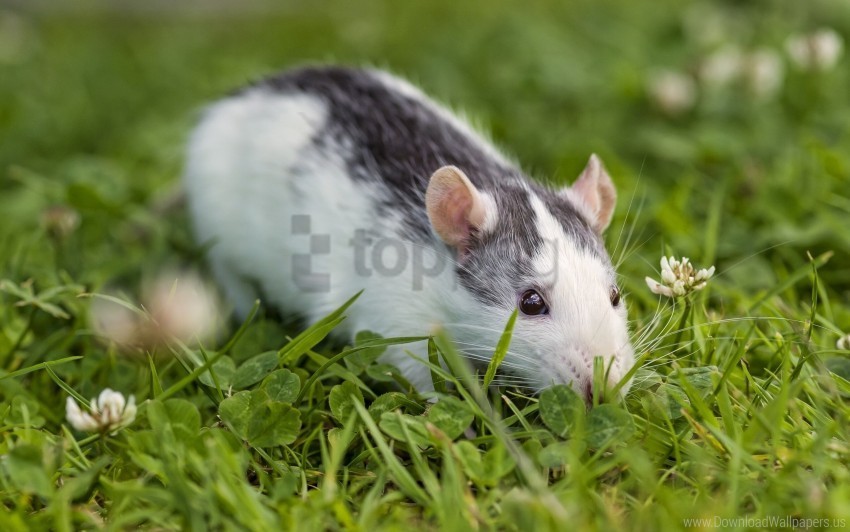 Clover Eyes Grass Rat Rodent Wallpaper PNG Image With Clear Isolation