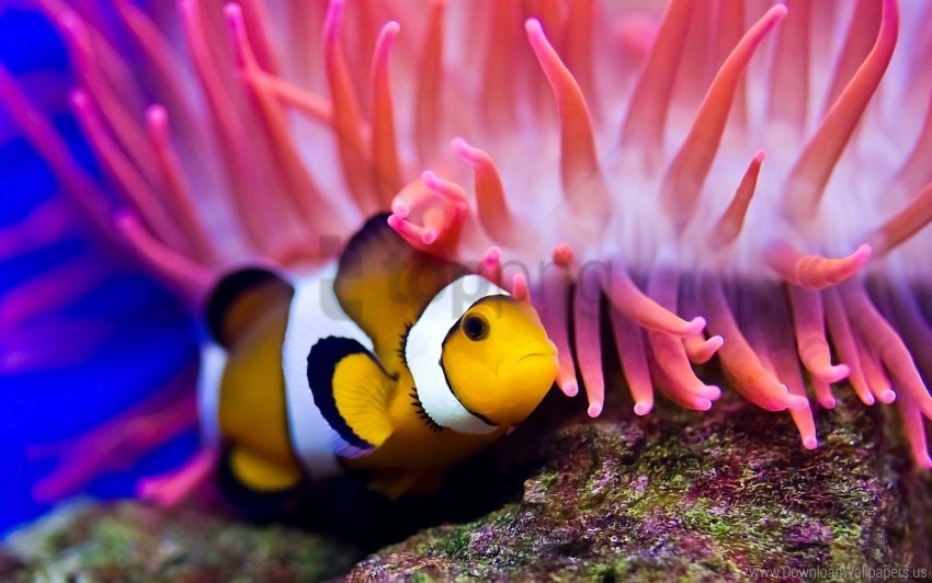 clown fish sea sea anemones water wallpaper PNG images with alpha transparency bulk