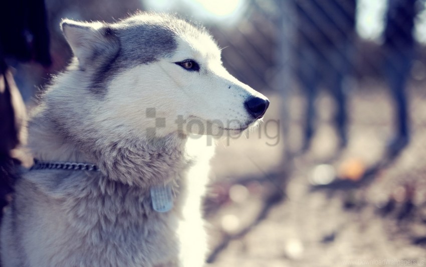 coat collar dog husky muzzle sit wallpaper Free PNG images with alpha channel set