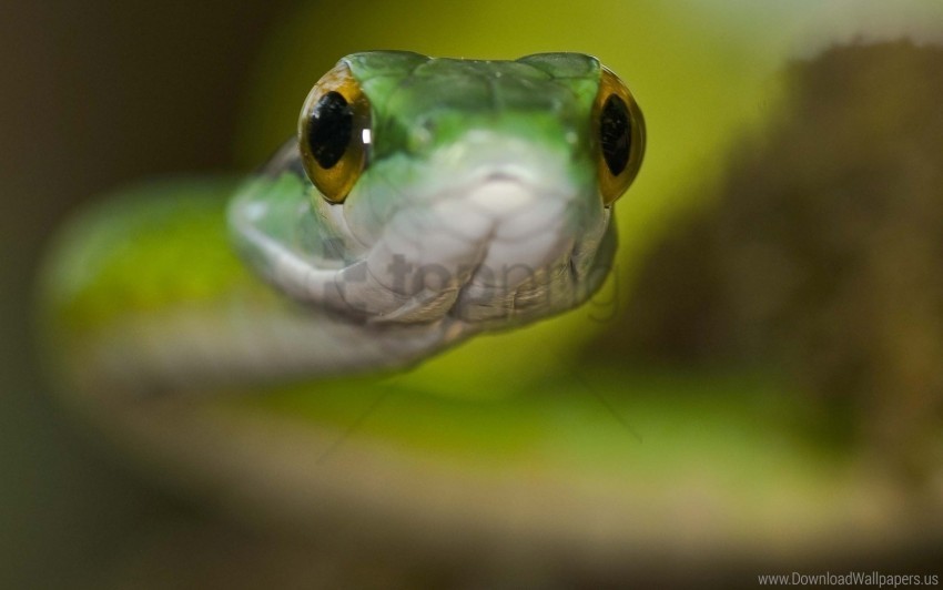 coat eyes face head snake wallpaper Isolated Graphic Element in Transparent PNG