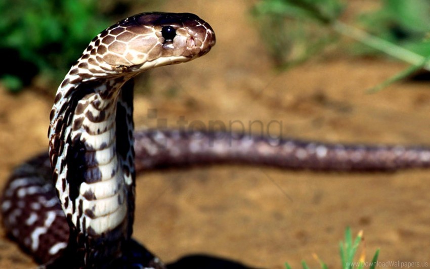 cobra eyes poisonous snake wallpaper Clear PNG graphics free