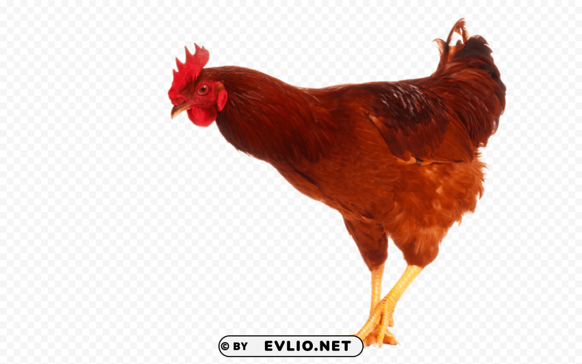 cock Free PNG images with clear backdrop png images background - Image ID a004127c