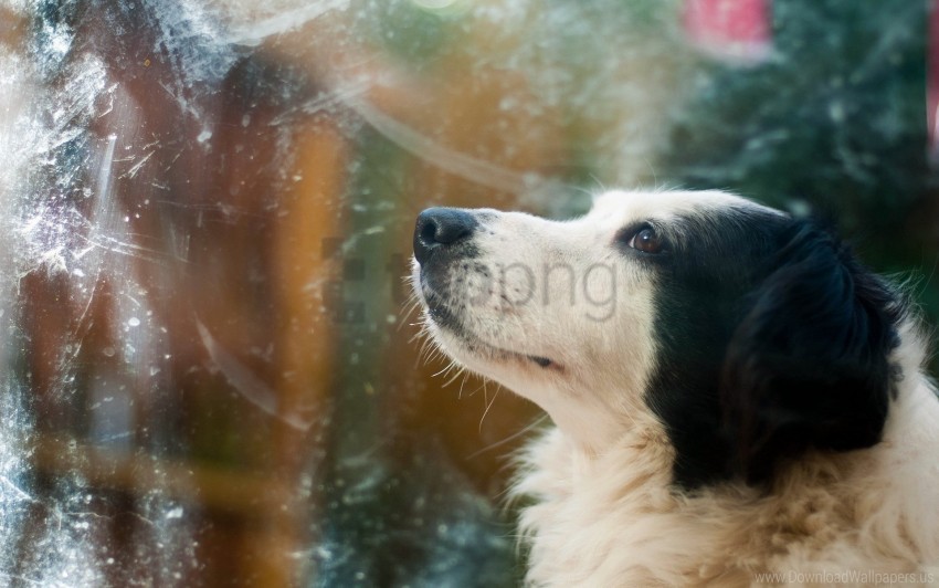 cold dog face glass pro wallpaper PNG transparent artwork