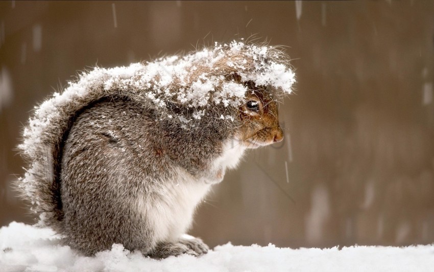cold snow squirrel wallpaper PNG graphics