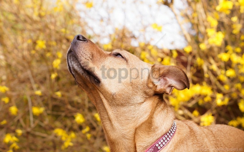 collar curiosity dog muzzle wallpaper Transparent PNG Isolated Graphic Design