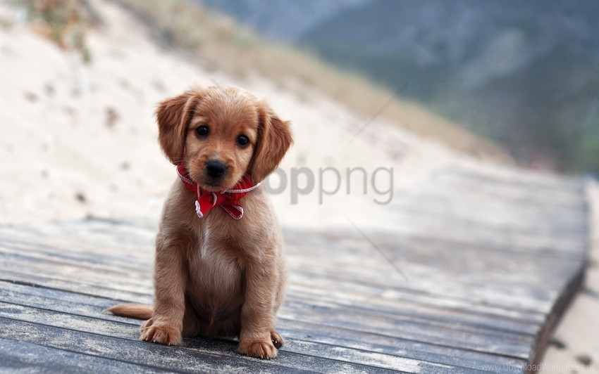 collar cute expectation puppy wallpaper Transparent PNG Artwork with Isolated Subject