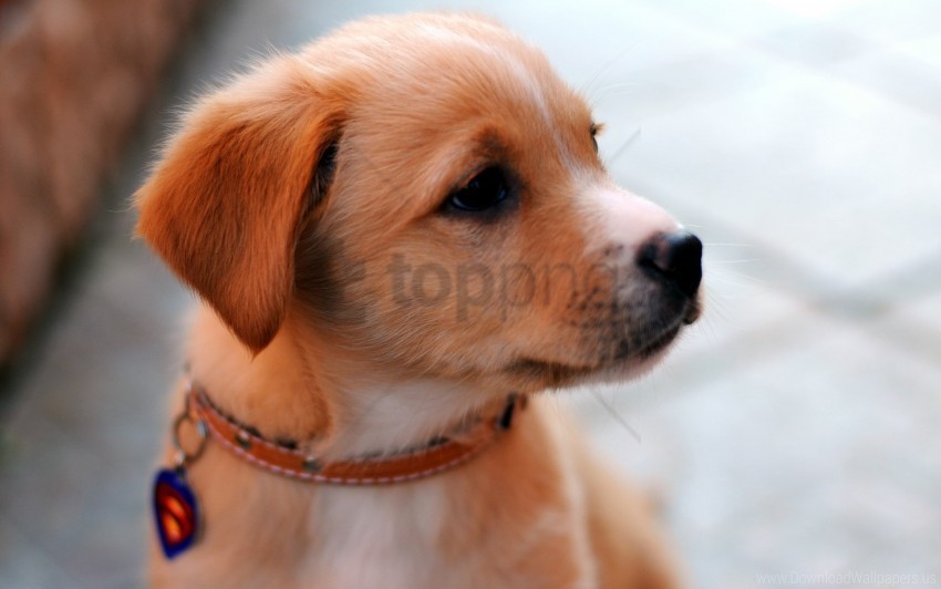 collar cute look muzzle puppy wallpaper Free PNG images with transparent layers